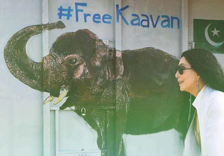 Cher sends Kavaan the Elephant to Cambodia